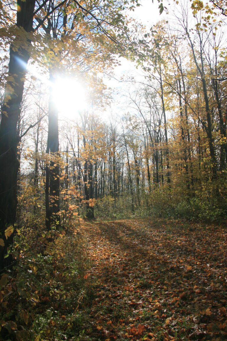 Balsam Wetlands