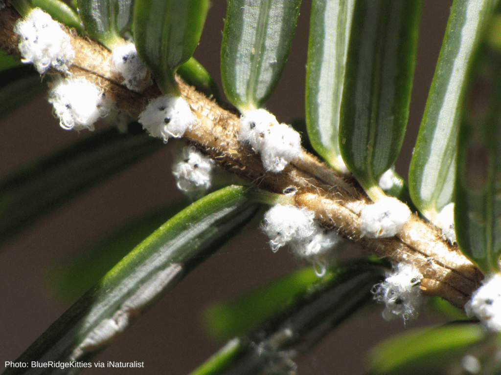 Emerging Invasive Species | Bruce Trail Conservancy