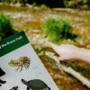 Sticker Sheet-1 Species Along the Bruce Trail Sticker Sheet