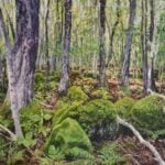 Call for 2027 Bruce Trail Conservancy Calendar Art