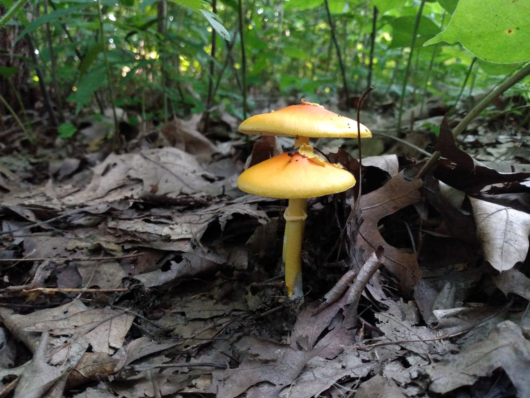 Mushroom Hunting