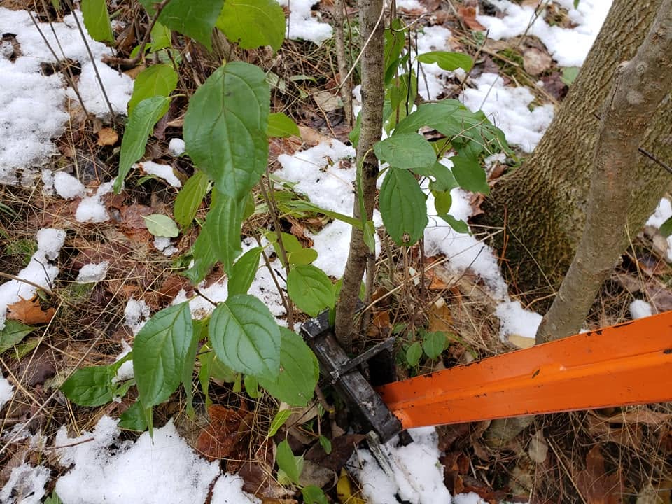 Habitat Restoration Event