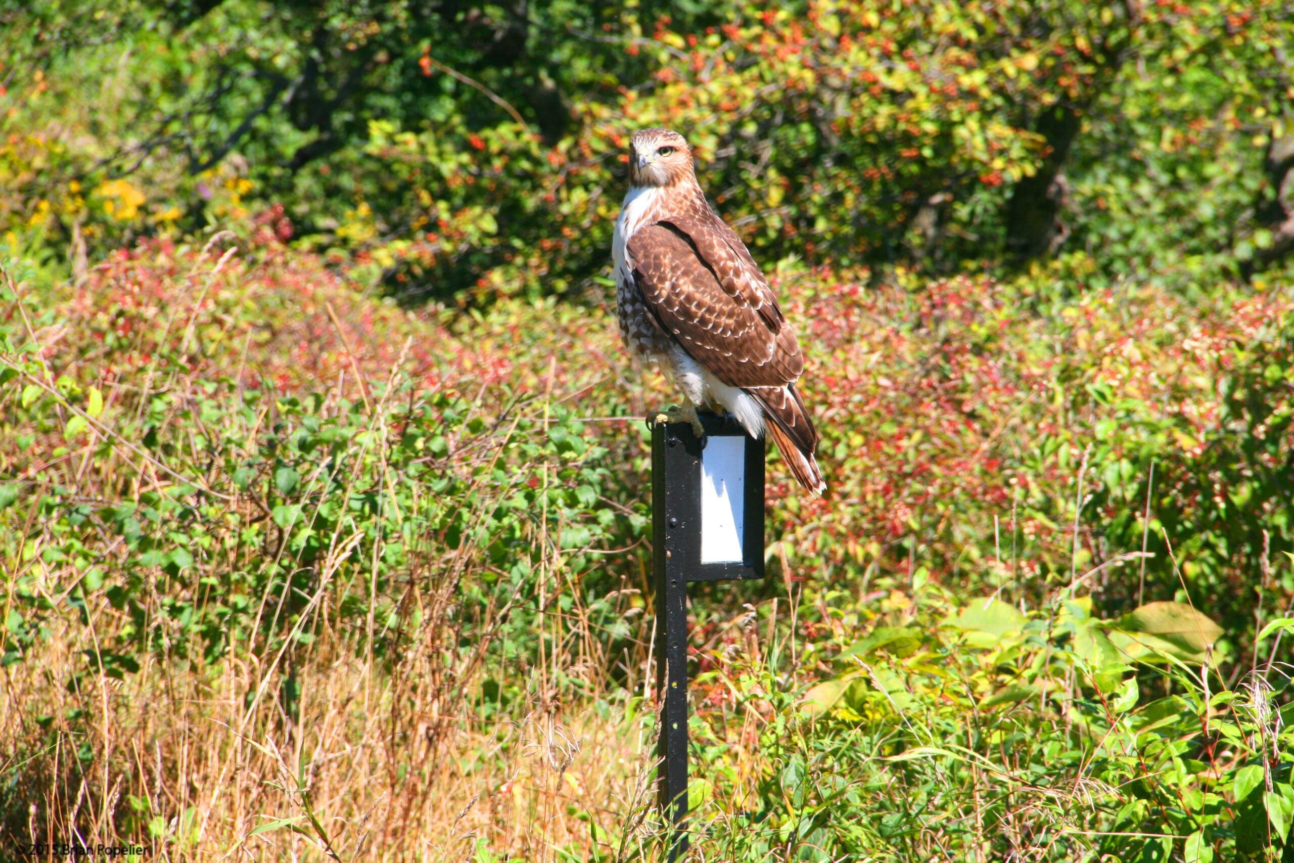 Spring Hawk Migration Birding Hike