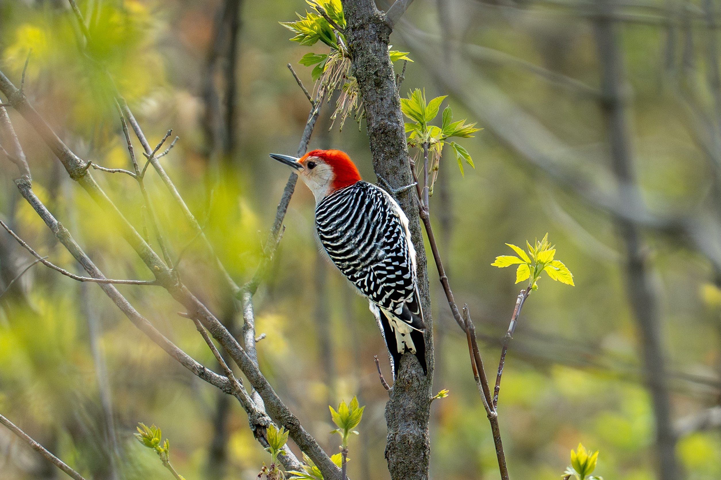 Birding Hike