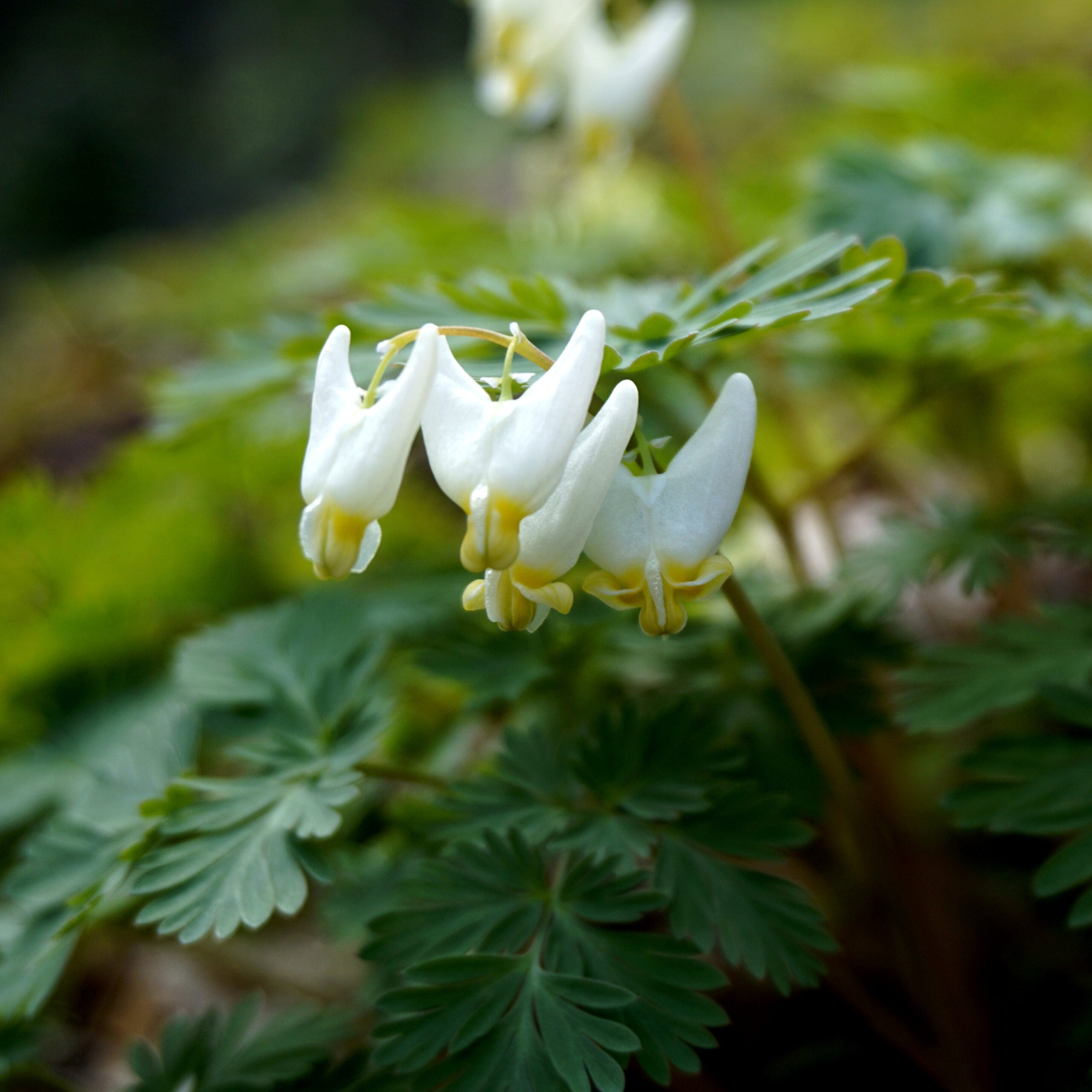 Spring Ephemerals Hike