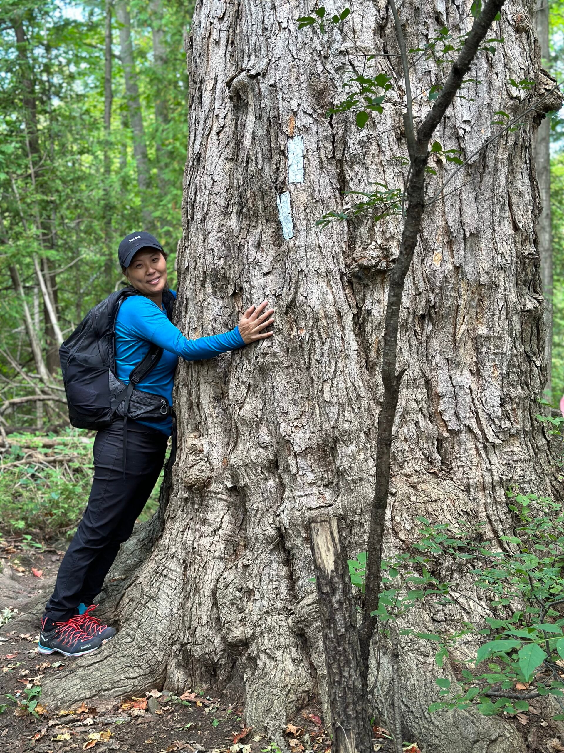 Let’s Talk Trees